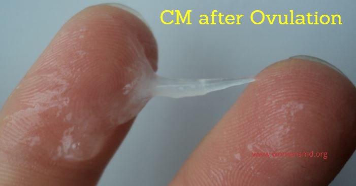 Cervical mucus after ovulation