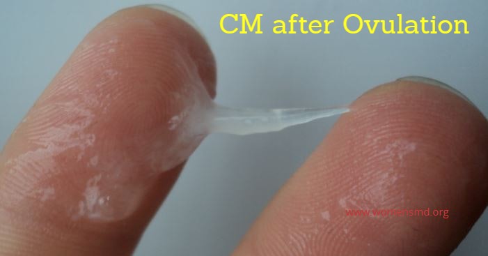 Cervical Mucus After Ovulation If Pregnant Is It Creamy Egg White Or Watery Brighter Press